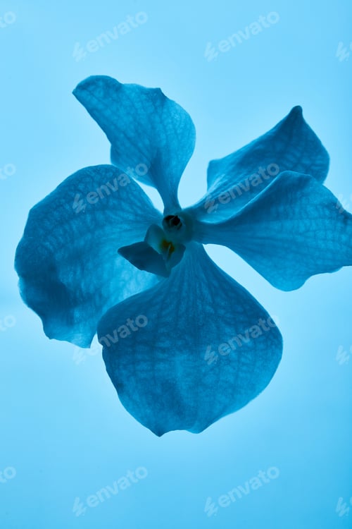 Preview: colorful blue orchid flower isolated on blue