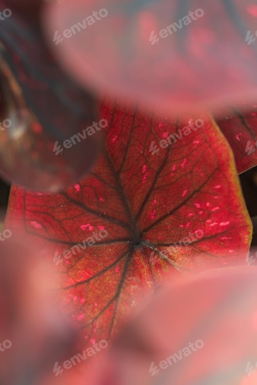 Preview: Red Caladium