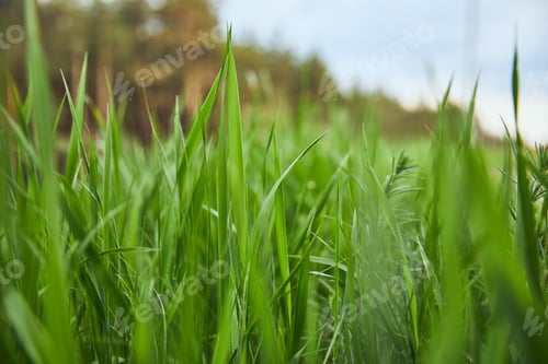 Preview: selective focus on light green grass on forest background