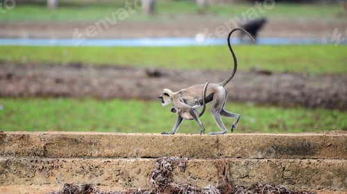 Preview: Tufted gray langur monkey walks with a baby clinging to its underside at Yala National Park.