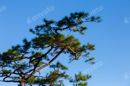 Preview: Pinus mugo - It is also known as creeping pine, dwarf mountain pine, mugo pine.