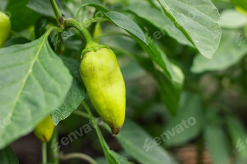 Preview: green peppers on a bush in a greenhouse