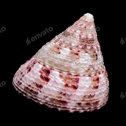 Preview: Trochus Subincarnatus Shell Close-Up Photo black background