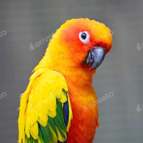 Preview: Sun Conure