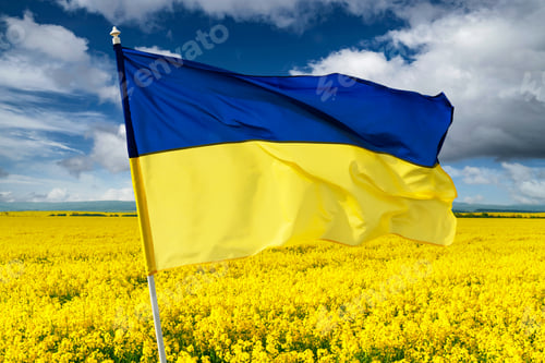 Preview: Yellow rape field on blue sky background
