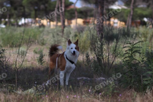 Preview: Cute brown and white welsh sheepdog in a forest