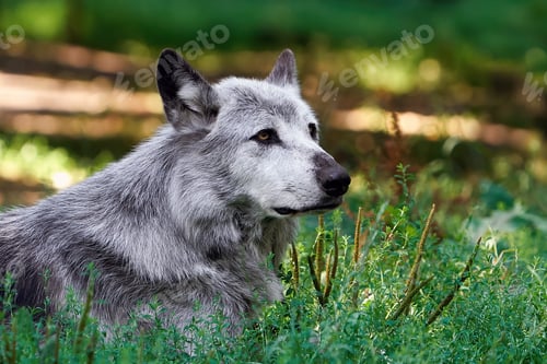 Preview: Wolf (Canis lupus)
