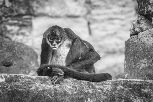 Preview: Close up of a squirrel monkey in Tikal National Park, Guatemala, Central America