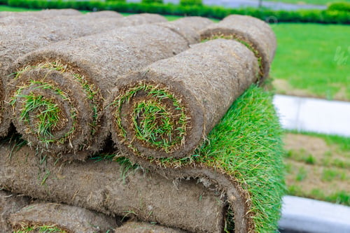 Preview: grass