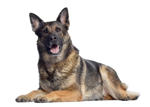 Preview: German shepherd, 4,5 years old, lying and panting, isolated on white