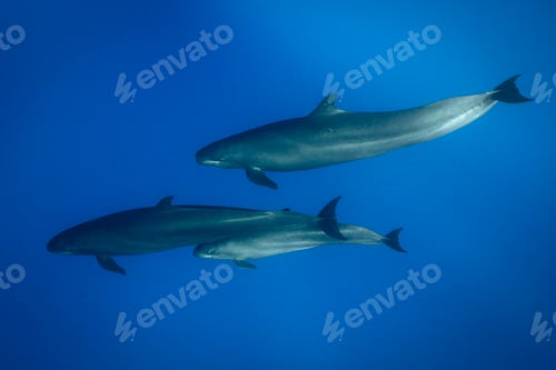 Preview: Two dolphins swimming gracefully underwater.