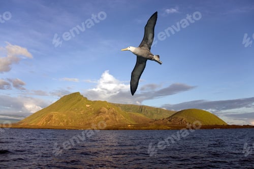 Preview: Black-browed Albatross - Galapagos Islands - Ecuador