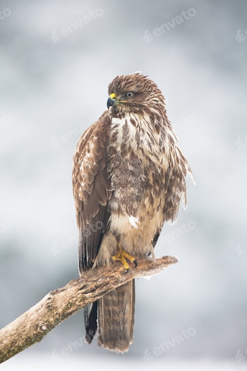 Preview: Majestic common buzzard sitting on the frozen branch in winter