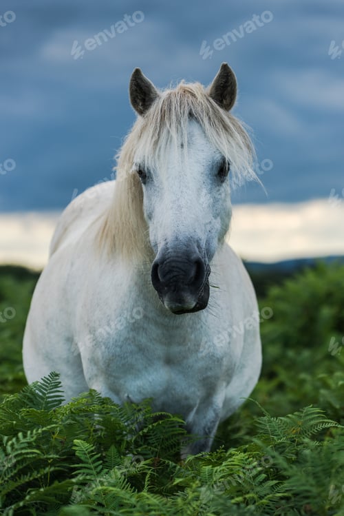 Preview: wild white horse looking at camera