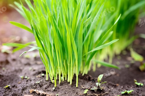 Preview: Young green shoots of wheat at the beginning of their growth, a