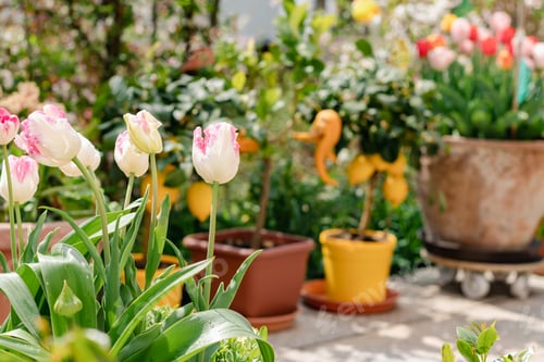 Preview: Mini garden of tulip flowers and citrus plants growing in flower pots on a sunny day