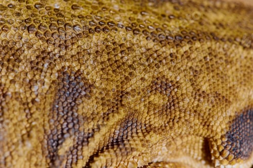 Preview: Close-up Portrait of Bearded Dragon (Pogona Vitticeps) with Vibrant Yellow Textured Scales