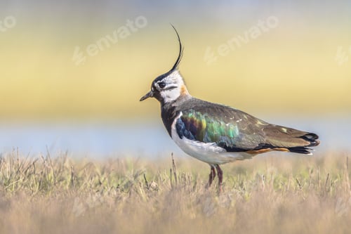 Preview: Northern Lapwing Display Behaviour