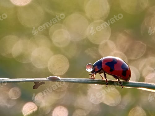Preview: Lady bug
