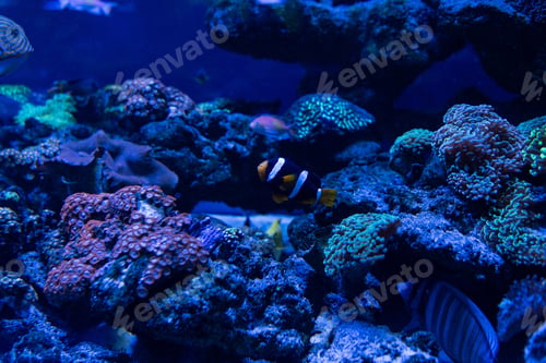 Preview: fish swimming under water in aquarium with corals