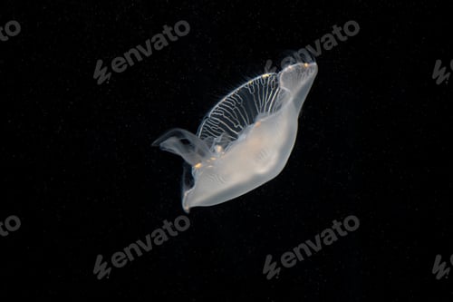Preview: Moon Jellyfish moving around in darkened deepwater tank, Osaka Aquarium Kaiyukan