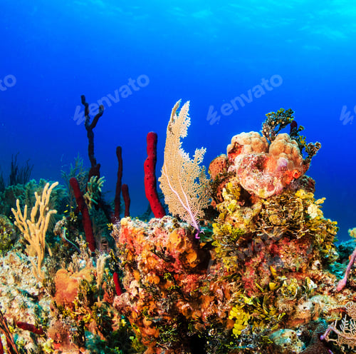 Preview: Amazing underwater world, Underwater world scene.