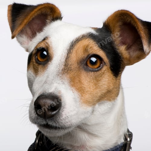 Preview: Jack russell (3 years)