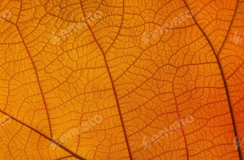 Preview: Close up texture of orange leaf with veins