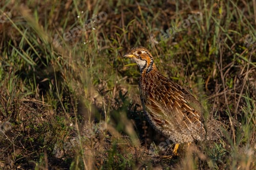 Preview: A Shelleys Francolin, Scleroptila shelleyi, walking through grass.