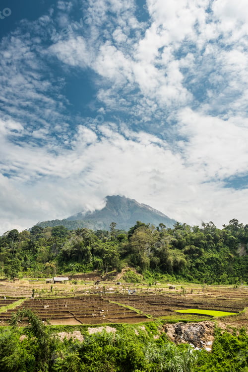 Preview: Paddy fields in the foothills of active Sinabung Volcano, Berastagi (Brastagi), North Sumatra, Indon