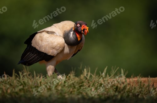 Preview: King Vulture in Costa Rica
