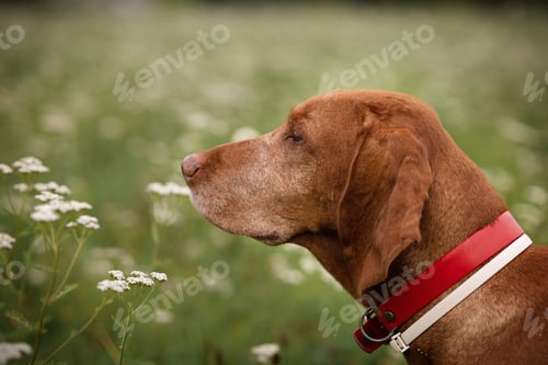 Preview: A dog of the hungarian Vizsla breed enjoys life in a green meadow covered with white flowers