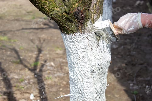 Preview: Whitewash of spring trees, protection from insects and pests.