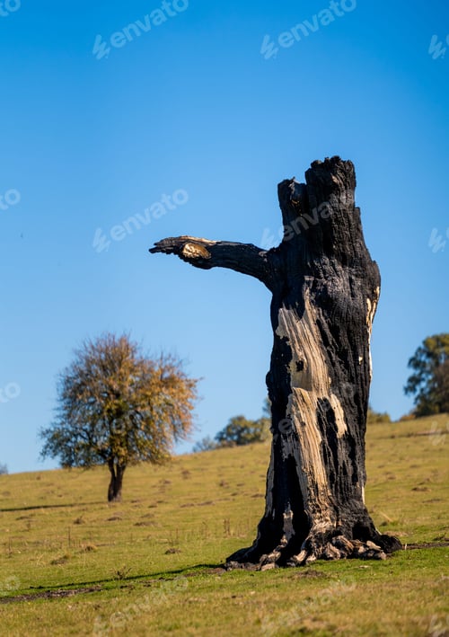 Preview: Charred tree trunk in a grassy field under blue sky.