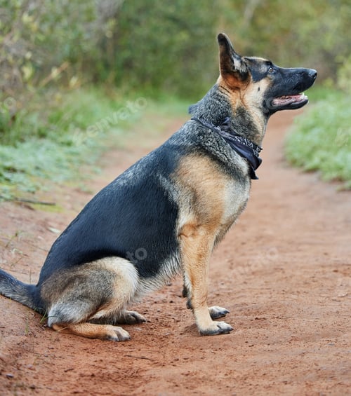 Preview: Dogs make our lives whole