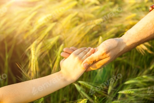 Preview: hands of child and father on wheat field