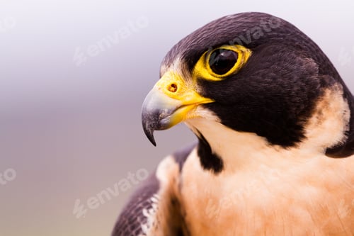 Preview: Peregrine Falcon