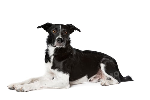 Preview: dog