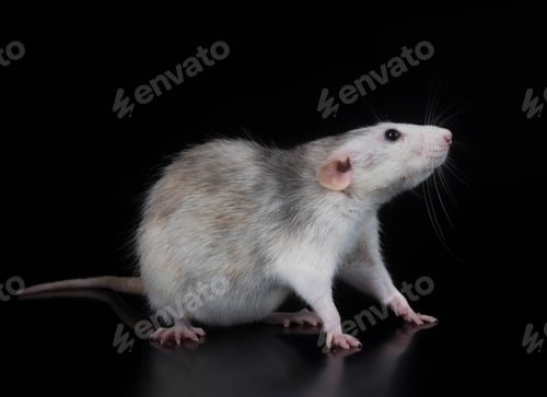 Preview: young rat in studio
