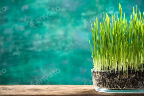 Preview: Spring grass growing in pot, hello spring concept
