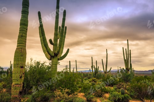 Preview: Sunset On The Saguaro Cactus Fields At Saguaro National Park, Arizona