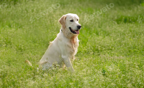Preview: Happy golden retriever on blooming field
