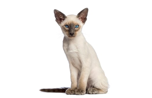 Preview: Oriental shorthair kitten sitting and looking forward on white background