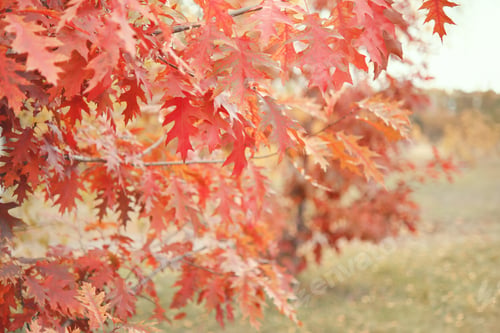 Preview: Autumn background. Red oak leaves, beautiful park in autumn.
