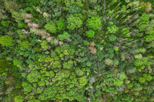 Preview: Aerial top view forest, Texture of forest view from above, drone view