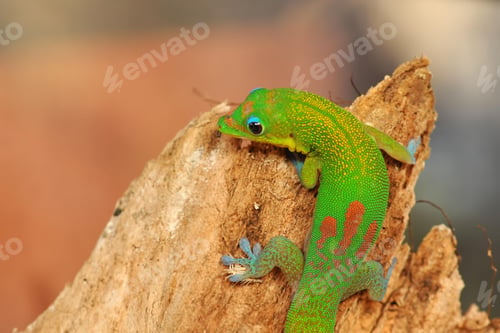 Preview: chameleon, reptile, pet, coloured, colours