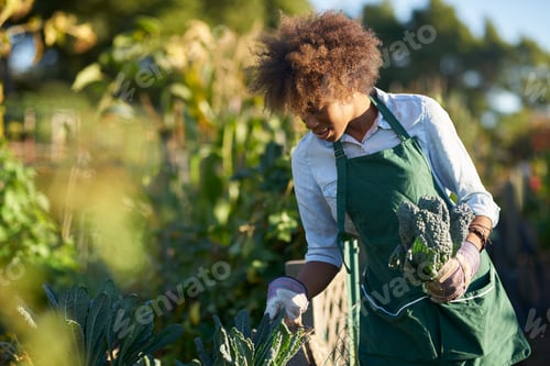 Preview: african american woman tending to the kale in a community garden