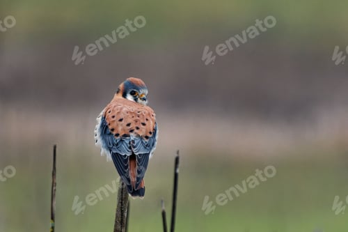 Preview: Closeup view of an American kestrel perched on a branch in a blurred background