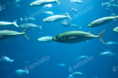 Preview: Silver fish in blue depth. Underwater motion.