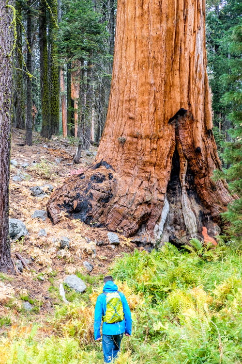 Preview: Tourist With Backpack Hiking In Sequoia National Park. California, United States.